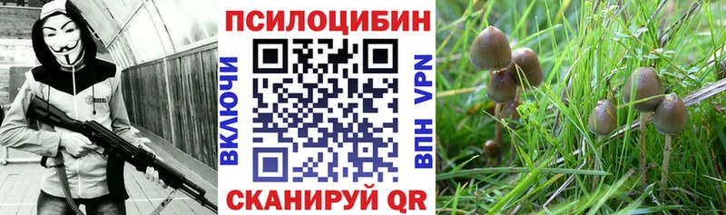 Купить закладки  Асино  Псилоцибиновые грибы Magic Shrooms 